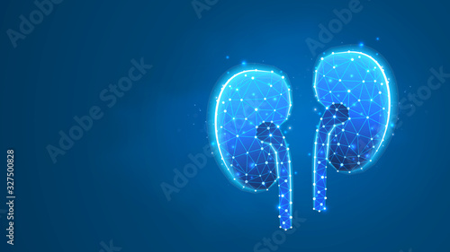 Human kidneys. Adult body anatomy, health biology, internal world of people. Low poly, wireframe 3d vector illustration. Abstract, polygonal image on blue neon background