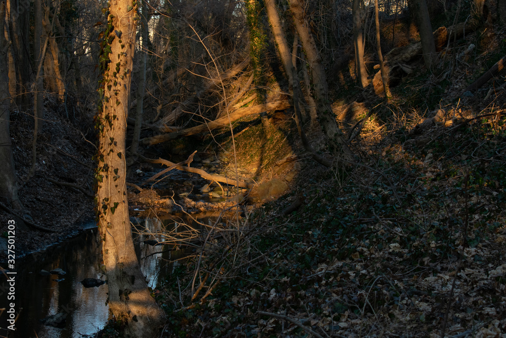 Orange Light and Deep Shadows at Sunset in a Small Wooded Area in Pennsylvania Orange Light and Deep Shadows at Sunset in a Small Wooded Area in Pennsylvania