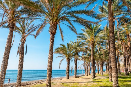 Palm trees. Torremolinos  Andalusia  Spain