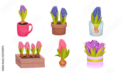 Hyacinth Bulbous Plant Growing in Flowerpot and Wrapped in Wooden Crate Vector Set