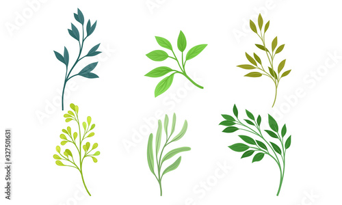 Green Twigs and Branches with Leaves Vector Set