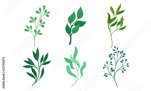 Green Twigs and Branches with Leaves Vector Set