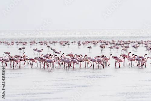 Colony of Lesser flamingos (Phoeniconaias minor) in Lake Natron, Safari, East Africa, August 2017, Northern Tanzania
