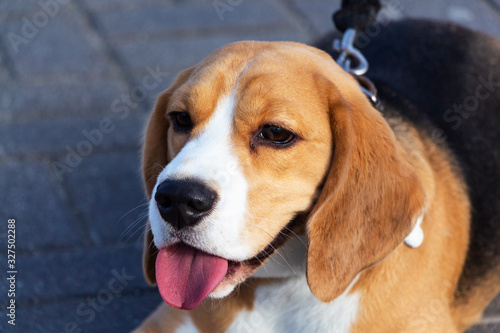 cute tricolor Beagle puppy, sad look. Waiting for the owner.