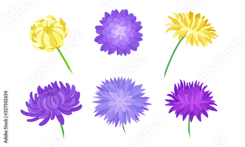 Yellow and Purple Aster Flowers on Stems Vector Set
