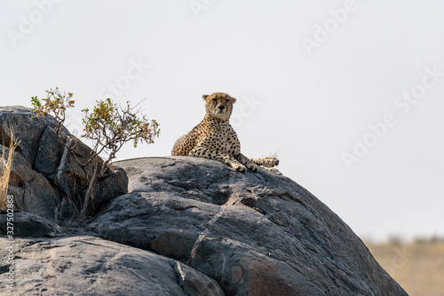 Cheetah (Acinonyx jubatus lying on a rock in the serengeti, Serengeti National Park, Safari, East Africa, August 2017, Northern Tanzania © Spohr