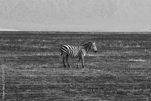 A single plains zebra  Equus quagga  in the burned grass savanna of the Ngorongoro crater