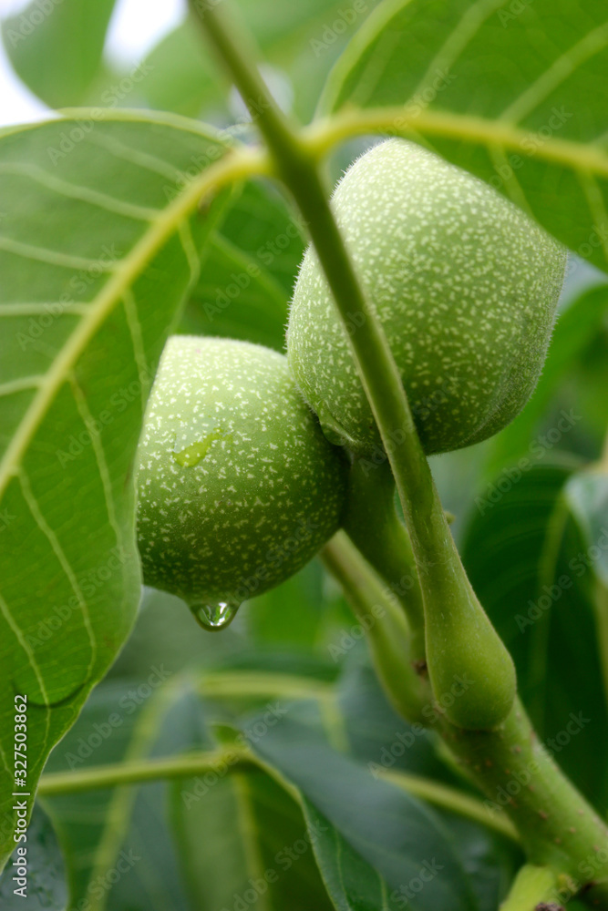 Two immature walnuts - men's health Association Two immature walnuts - men's health Association