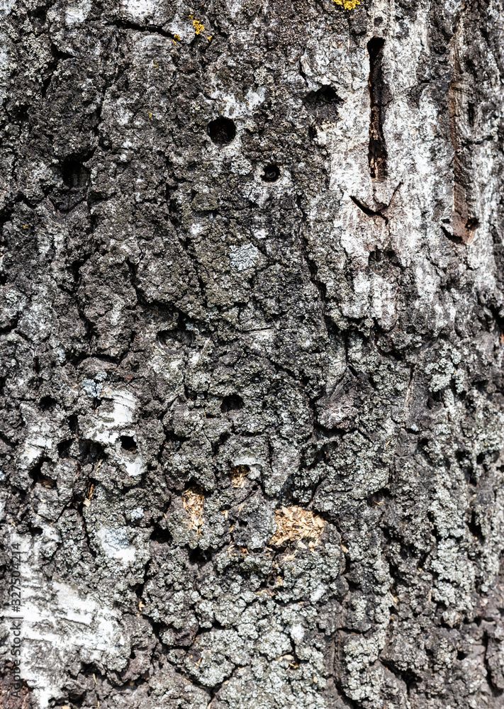Close up texture of bark of a birch
