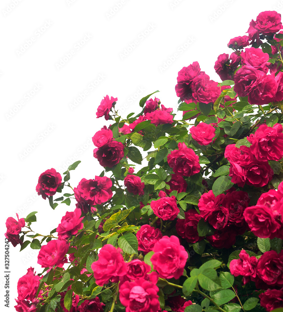 A large shrub of pink roses is isolated on a white background