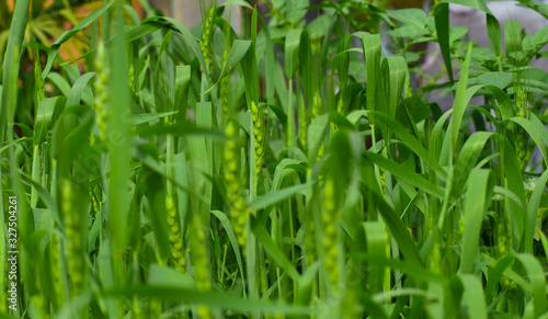 green field of wheat in India 