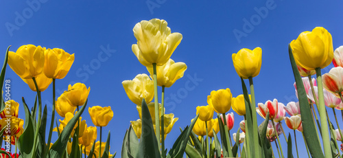Fototapeta Naklejka Na Ścianę i Meble -  Panorama of yellow tulips against a blue sky in the Netherlands