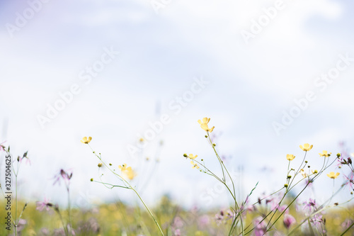 Small yellow flower on blue background. natural background
