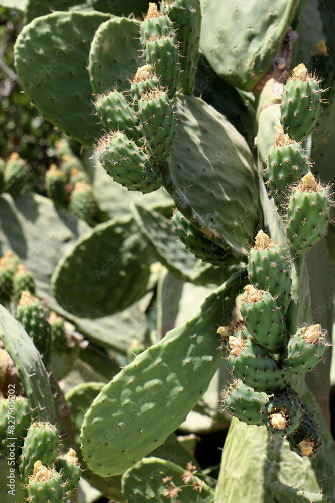The largest green prickly pear cactus with a web between thorns and yellow-orange flowers and a blurred background on a sunny, hot, warm day The largest green prickly pear cactus with a web between thorns and yellow-orange flowers and a blurred background on a sunny, hot, warm day