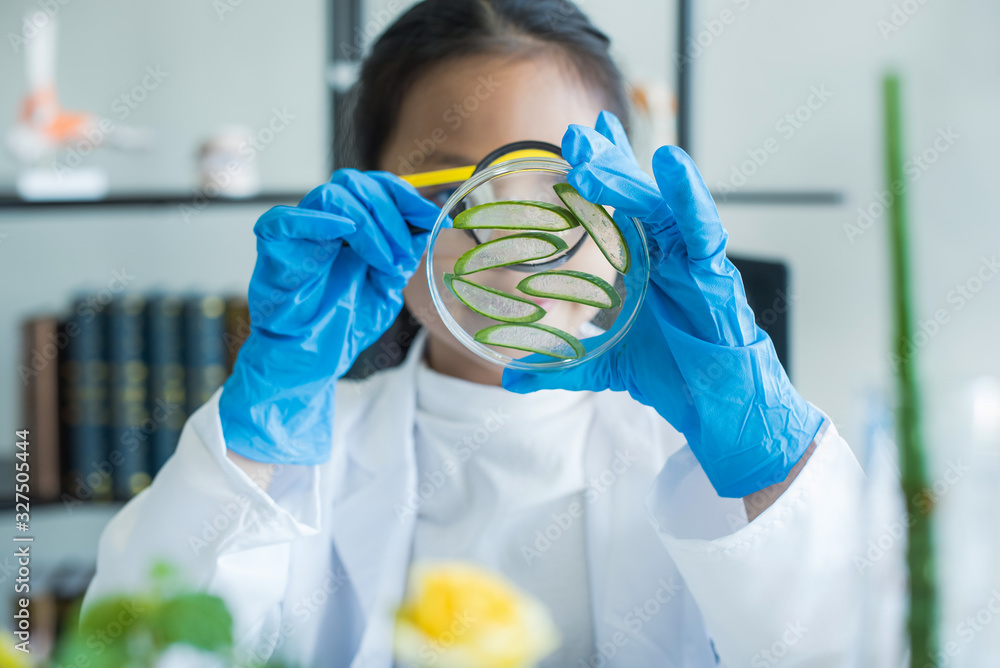 little asian girl elementary school looking into magnifying glass at the aloe  vera in tray on desk at school. scientist making experiments in home  laboratory. child and science. education concept. Stock-foto