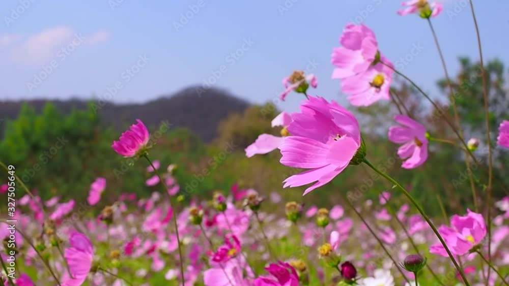 Pink cosmos flowers field, beautiful nature scene with blooming flower. Pink cosmos flowers field, beautiful nature scene with blooming flower.