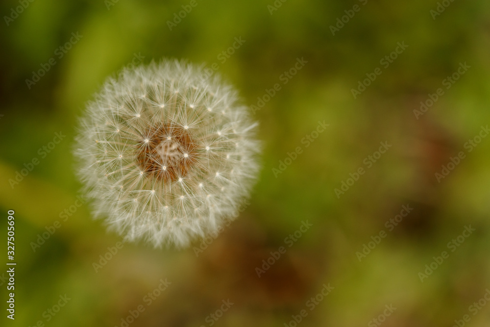 Fototapeta premium Dandelion on a green blurry background close-up macro