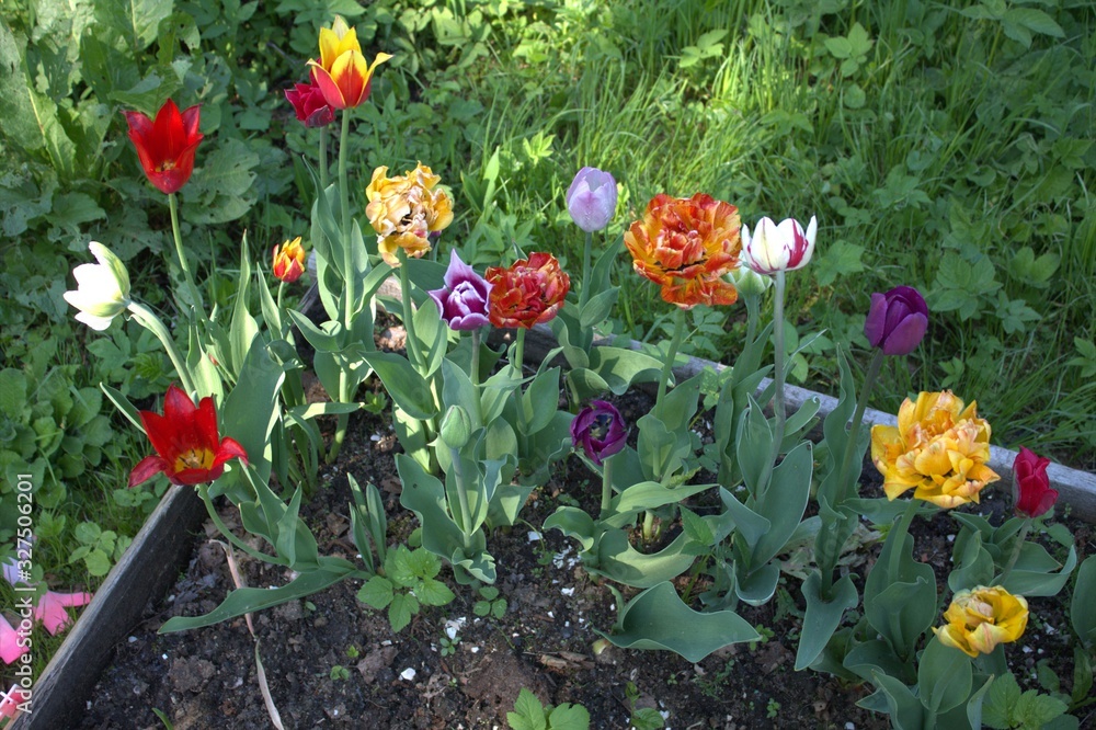Obraz premium flowers in the garden
