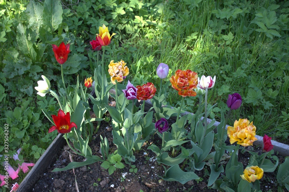 Obraz premium tulips in the garden