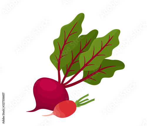 Bright vector illustration of colorful beetroot, radish.