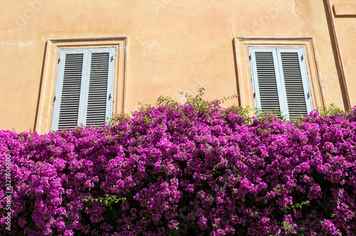 Sunny view of classic Italian building framed by flowering bush of pink bougainvillea © PeskyMonkey