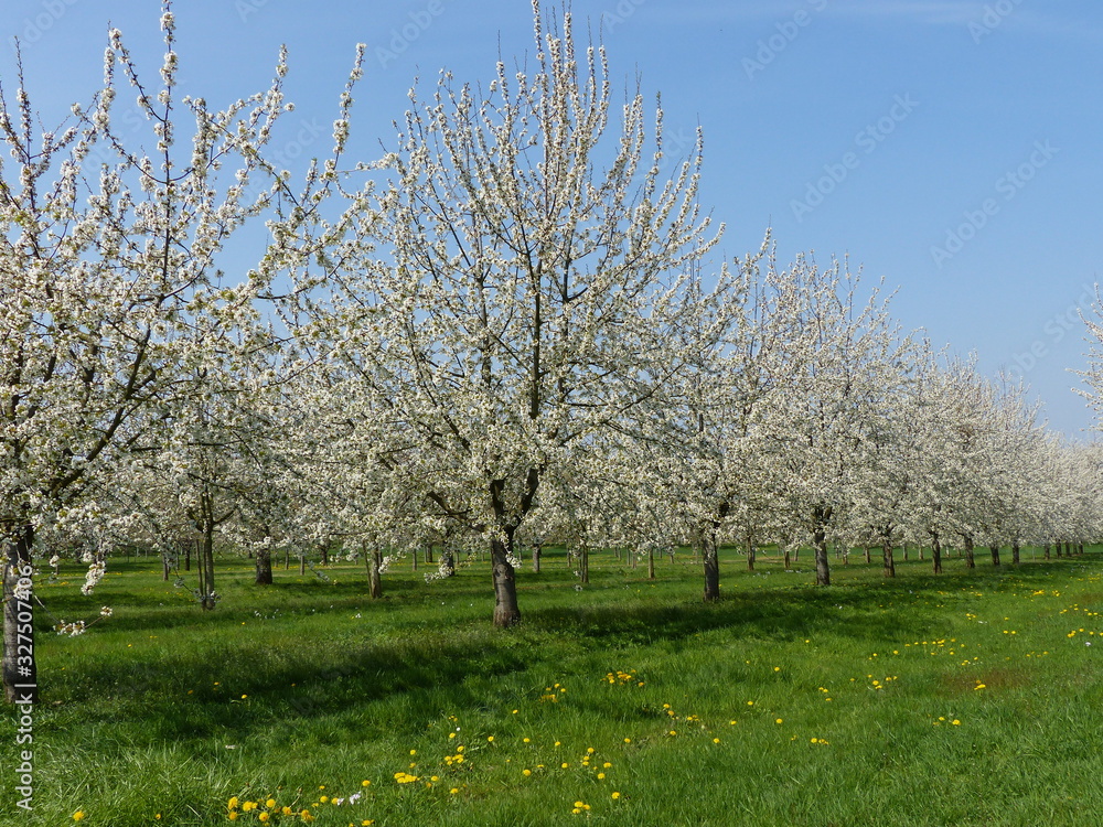 Weiss blühende Kirschbäume auf grüner Wiese