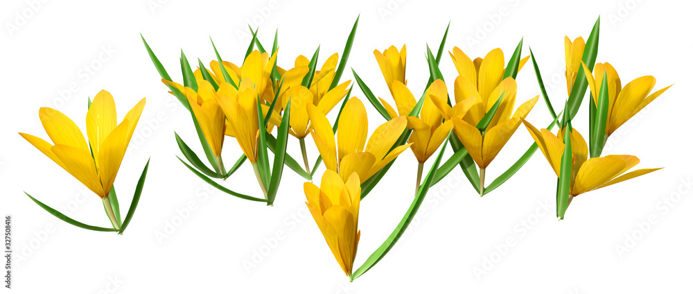 3D Rendering Crocus Flowers on White 3D Rendering Crocus Flowers on White