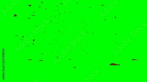 swarm of monarch butterflies, Danaus plexippus group flying towards the camera isolated on green screen background, 4k