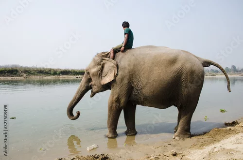 Obraz Persoma montando sobre un elefante en la orilla del rio en Sauraha