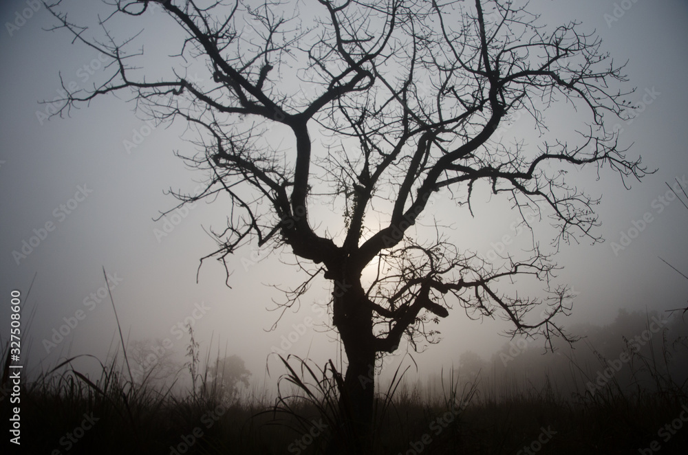 Silueta de un árbol siniestro al atardecer en un día de bruma Silueta de un árbol siniestro al atardecer en un día de bruma