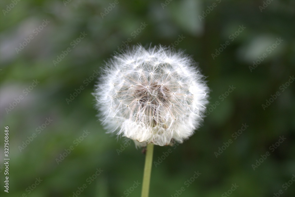 Fototapeta premium dandelion on green background