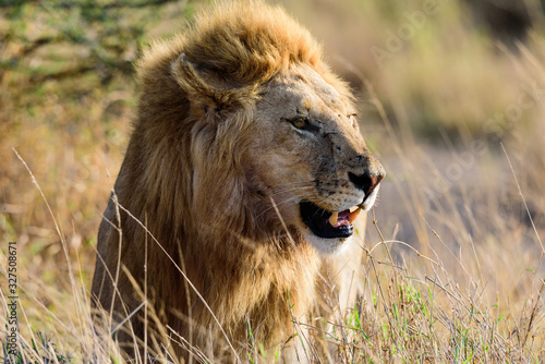 Portrait of a lion  Panthera leo  in the Serengeti savanna  Serengeti National Park  Safari  East Africa  August 2017  Northern Tanzania