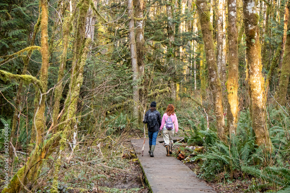 Fototapeta premium Couple Hiking on Wooden Platform in Evergreen Rainforest - Olympia, Washington, USA