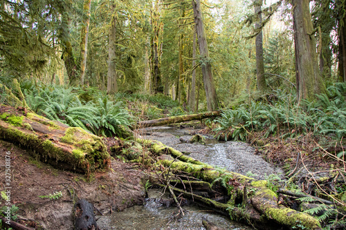 Quiet Stream in Mossy Evergreen Forest - Olympia, Washington, USA