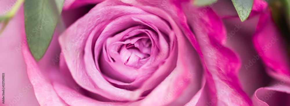 Soft focus, abstract floral background, purple rose flower. Macro flowers backdrop for holiday brand design Soft focus, abstract floral background, purple rose flower. Macro flowers backdrop for holiday brand design
