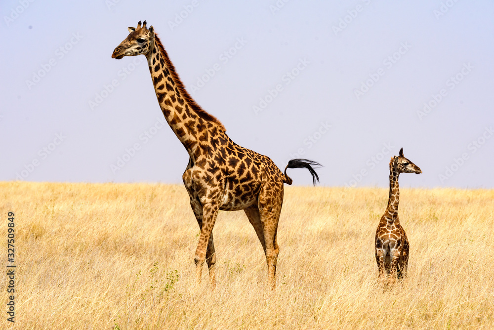 Obraz premium Mother and baby Maasai giraffes (Giraffa tippelskirchi) in the savanna, Serengeti National Park, Safari, East Africa, August 2017, Northern Tanzania