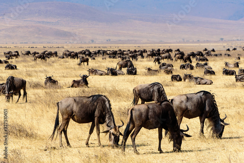 Herd of Gnus  Connochaetes Taurinus  in the Ngorongoro crater National Park