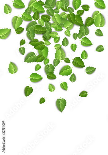 Flying green leaves on white background. Spring leaf vertical pattern on isolated backdrop. Fall fresh leaves plant. Vector illustration