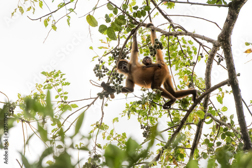 Photography spider monkey and baby in Costa Rica