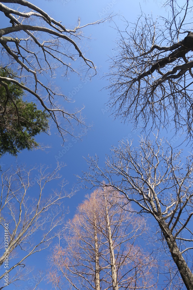 Fototapeta premium 朝の公園の枯れ木と早春の青空