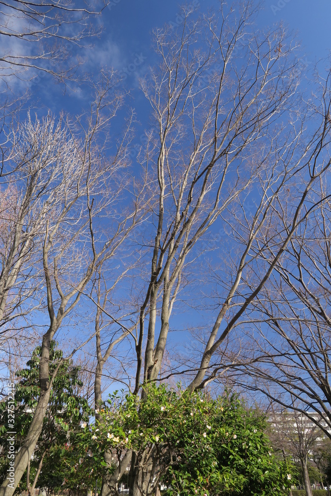 住宅地の朝の公園の枯れ木と早春の青空 住宅地の朝の公園の枯れ木と早春の青空