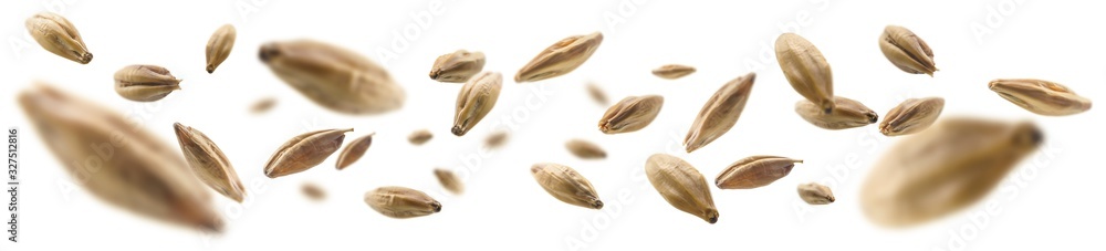 Barley malt grains levitate on a white background - obrazy, fototapety, plakaty 