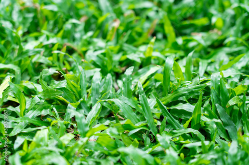 Top view of beautiful natural fresh green grass  lawn  backyard  field texture background.