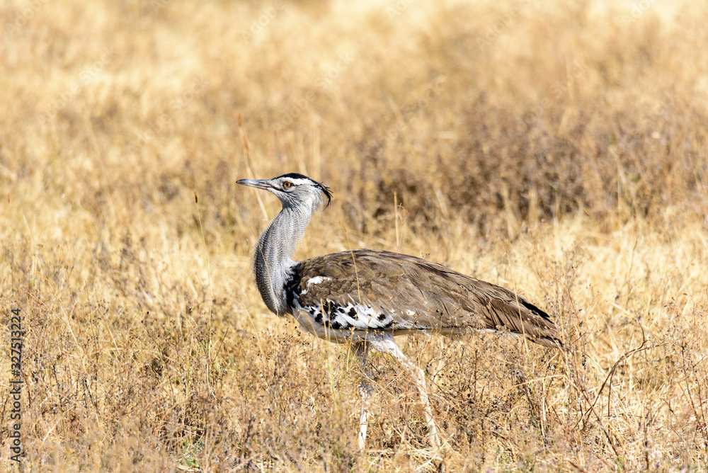Kori Bustard (Ardeotis kori) in the grass savanna in the Ngorongoro crater