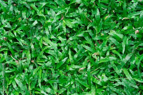 Top view of beautiful natural fresh green grass  lawn  backyard  field texture background.