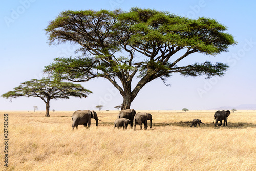 A group of African elephants (Loxodonta africana) crossing the Serengeti savanna with umbrella acacias, Serengeti National Park, Safari, East Africa, August 2017, Northern Tanzania
