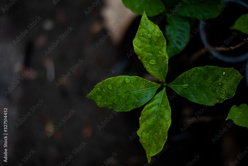 Close up green leaf nature background. Close up green leaf nature background.