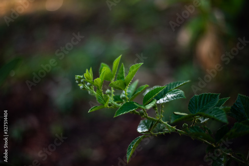 Close up green leaf nature background.