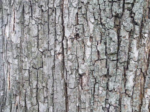 Brown oak bark in the spring forest. Macro photo © zah108