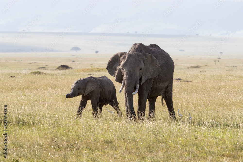 Fototapeta premium Mother and baby elephant in the Masai Mara, Kenya